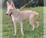 Small #2 white german shepherd Mix