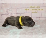 Small Photo #8 Labrador Retriever Puppy For Sale in ROGUE RIVER, OR, USA