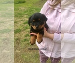 Small Photo #2 Rottweiler Puppy For Sale in WINDSOR, ME, USA