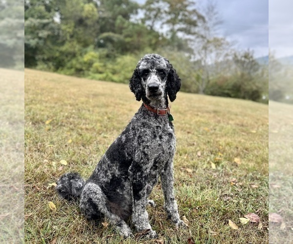 Medium Photo #1 Goldendoodle Puppy For Sale in POWELL, TN, USA