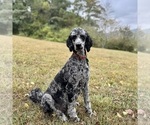 Small Photo #1 Goldendoodle Puppy For Sale in POWELL, TN, USA