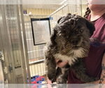 Small Shih Tzu Mix
