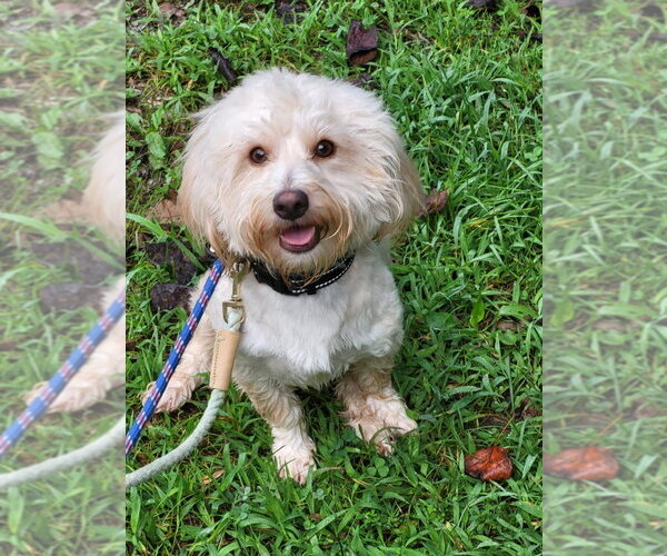 Medium Photo #3 Mutt Puppy For Sale in Ellijay, GA, USA