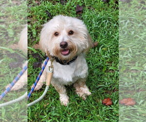 Ballew - Male Mutt Dog for Adoption - Photo #3