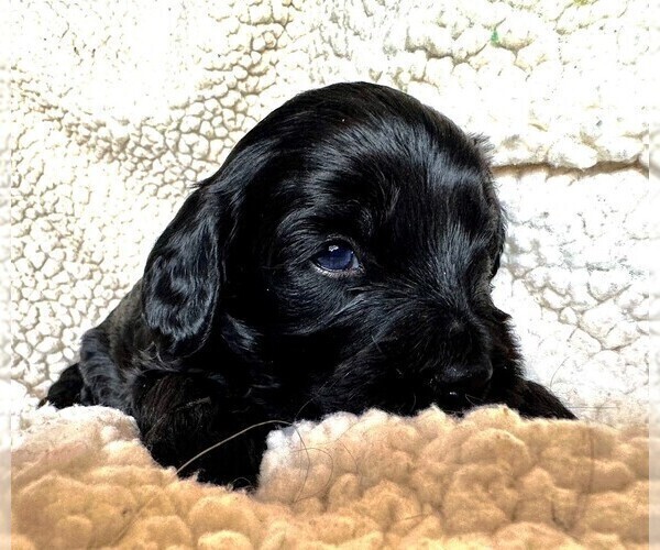 Medium Photo #2 Cavapoo Puppy For Sale in GOLDEN, CO, USA