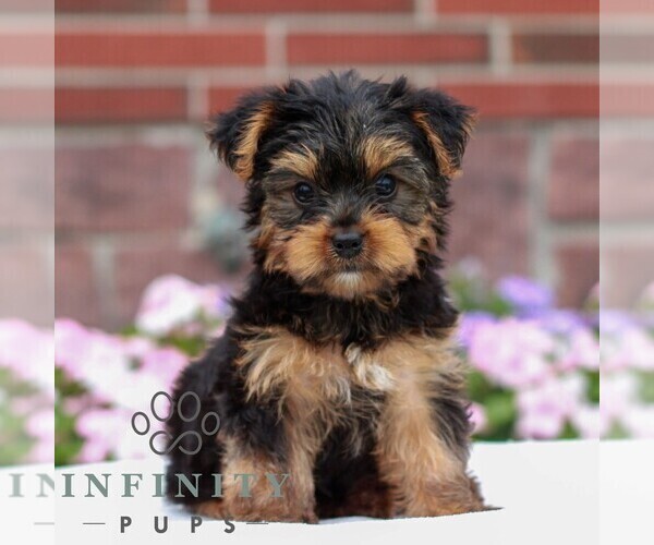 Medium Photo #1 Yorkshire Terrier Puppy For Sale in REINHOLDS, PA, USA