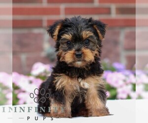 Yorkshire Terrier Puppy for sale in REINHOLDS, PA, USA