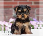 Small Yorkshire Terrier