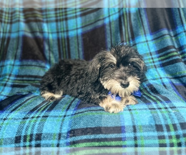 Medium Photo #6 Schnauzer (Miniature) Puppy For Sale in LAKELAND, FL, USA