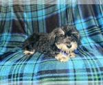Small #5 Schnauzer (Miniature)