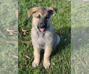 German Shepherd Dog Puppy for sale in WARREN, MA, USA