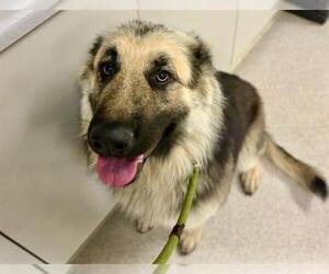 German Shepherd Dog Dogs for adoption in Santa Rosa, CA, USA