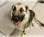 Small German Shepherd Dog