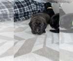 Small #5 Cane Corso