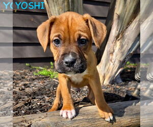 Boxer Dogs for adoption in Dumont, NJ, USA
