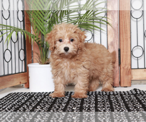 Maltipoo Puppy for sale in NAPLES, FL, USA