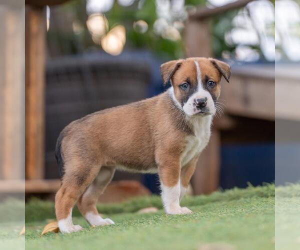 Medium Photo #4 Boxer-Unknown Mix Puppy For Sale in San Diego, CA, USA