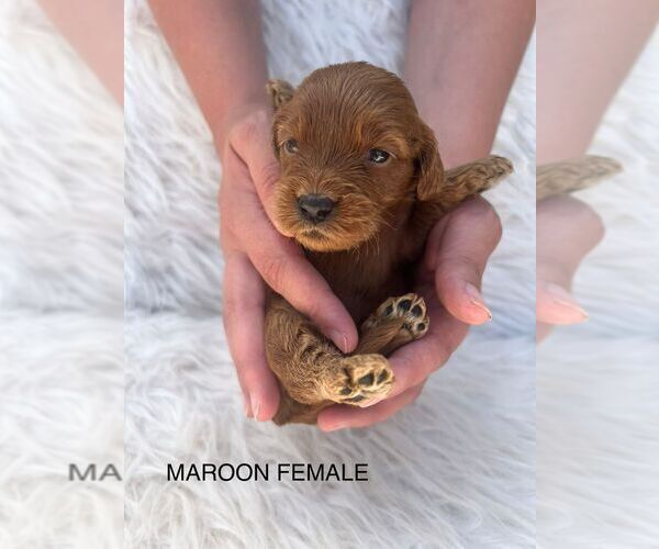 Medium Photo #7 Goldendoodle (Miniature) Puppy For Sale in BAKERSFIELD, CA, USA