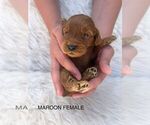 Small #6 Goldendoodle (Miniature)