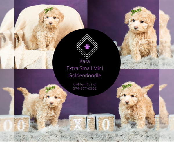 Medium Photo #13 Goldendoodle (Miniature) Puppy For Sale in WARSAW, IN, USA