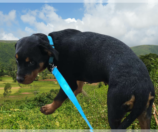 Medium Photo #3 Rottweiler Puppy For Sale in Gilbert, AZ, USA
