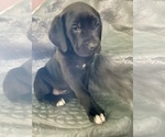 Small Photo #6 American Bandogge mastiff Puppy For Sale in FORT GARLAND, CO, USA
