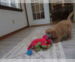 Small #1 Golden Retriever