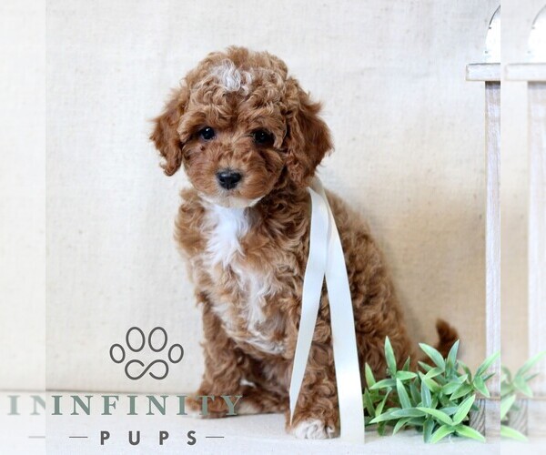 Medium Photo #1 Cavapoo Puppy For Sale in NEWMANSTOWN, PA, USA