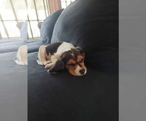 Beagle Puppy for sale in SPRING, TX, USA
