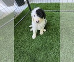 Puppy Veronique Sheepadoodle