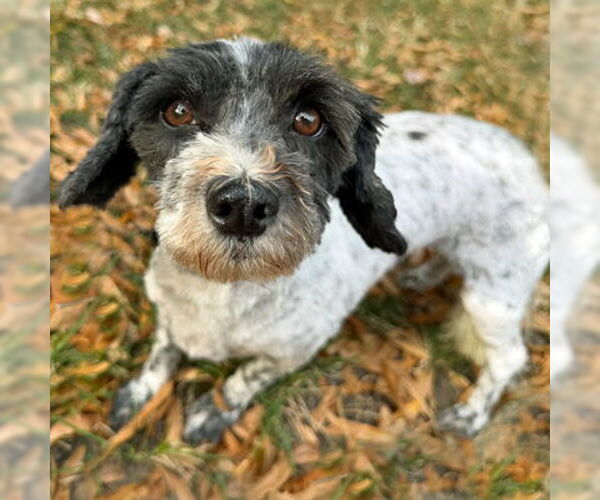 Medium Photo #5 Mutt Puppy For Sale in Arlington, VA, USA