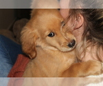 Small Photo #24 Golden Retriever Puppy For Sale in SPENCER, TN, USA