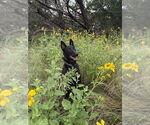 Small #11 Dutch Shepherd  Mix