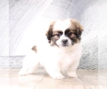 Small Photo #3 Zuchon Puppy For Sale in WESTPOINT, IN, USA