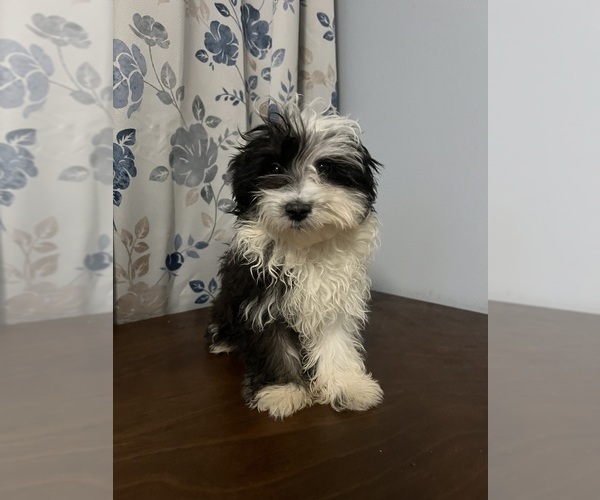 Medium Photo #22 Havanese Puppy For Sale in DURHAM, CT, USA