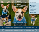 Small #2 Jack Russell Terrier Mix