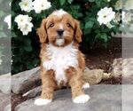 Small #3 Cavapoo (Miniature)