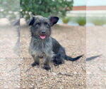 Small #2 Dachshund Mix