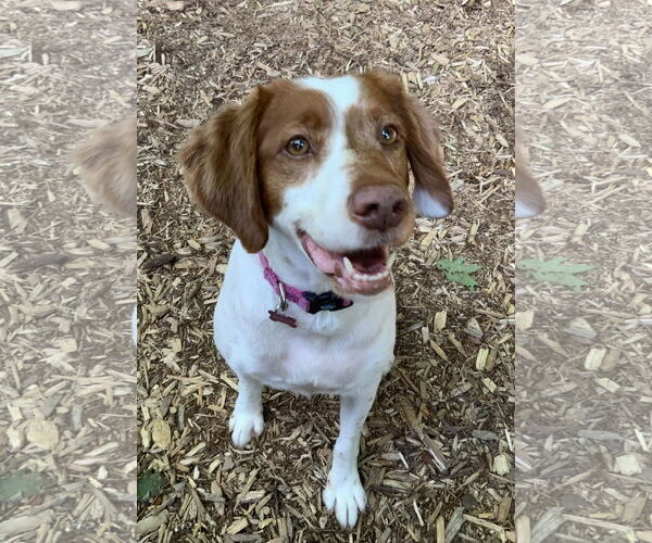 Medium Photo #2 Brittany Puppy For Sale in Curwensville, PA, USA