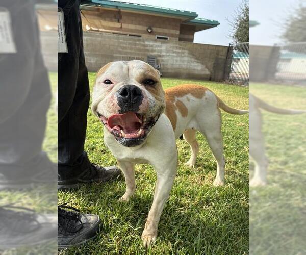 Medium Photo #2 American Bulldog Puppy For Sale in Riverside, CA, USA