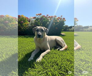 Catahoula Leopard Dog-German Shepherd Dog Mix Dogs for adoption in The Woodlands, TX, USA