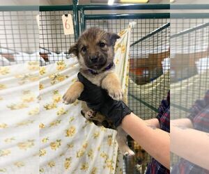 Mutt Dogs for adoption in Calgary, Alberta, Canada