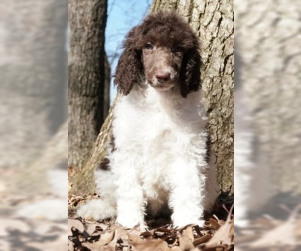 Medium Photo #2 Poodle (Standard) Puppy For Sale in WARSAW, IN, USA