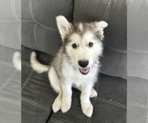 Alaskan Malamute Puppy for sale in NEW BEDFORD, MA, USA
