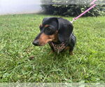 Small #1 Dachshund