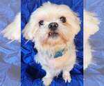 Small #2 Maltese