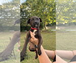 Small Labrador Retriever Mix