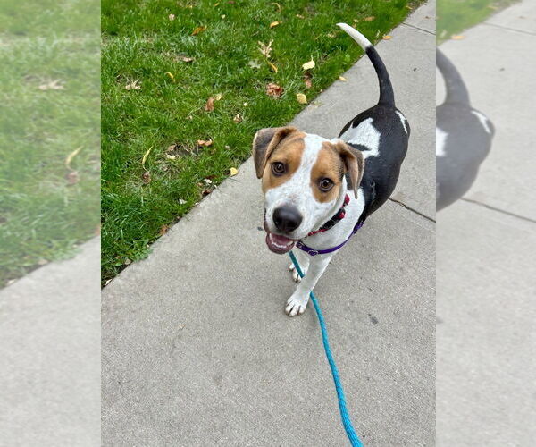 Medium Photo #7 Beagle-Unknown Mix Puppy For Sale in Elmsford, NY, USA