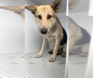 German Shepherd Dog Dogs for adoption in Houston, TX, USA
