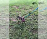 Small #3 Mutt